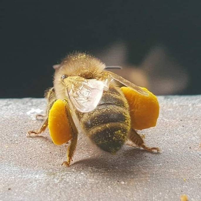 une abeille transportant du pollen
